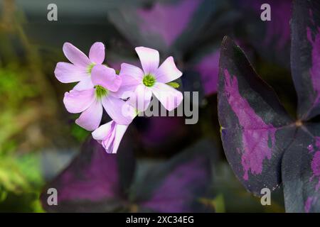 Rosafarbene Blüten eines violetten Falschschschamrock (Oxalis triangularis) Nahaufnahme des dreieckigen Blattes, fotografiert in einem Garten in Jaffa, Israel. Oxalis triang Stockfoto