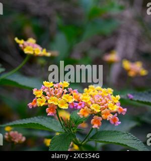 Blühende rosafarbene und gelbe Lantana-Blüten. Fotografiert im Mai Stockfoto