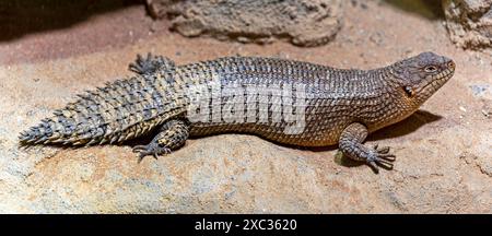 Nahaufnahme eines Gidgee Skink (Egernia stokesii) Stockfoto