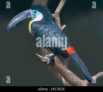 Nahaufnahme eines Tukans (Ramphastos vitellinus) Stockfoto