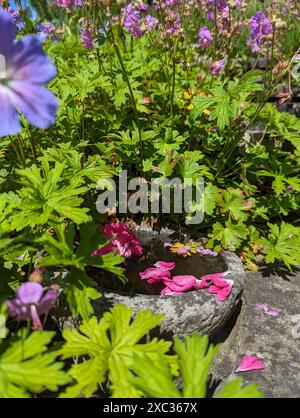 Rosafarbene Blumen und Wasserschüssel mit Blütenblättern in einem romantischen Garten an einem sonnigen Frühlingstag Stockfoto