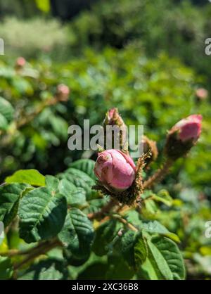 Moss Rose Rosa Centifolia Muscosa an einem sonnigen Frühlingstag in einem üppigen Garten Stockfoto