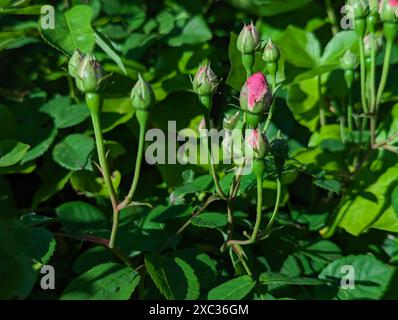 Rosa Rosenknospen in einem Garten an einem sonnigen Frühlingstag Stockfoto