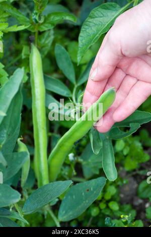 Broad Beans (vicia faba) aus Garden Stockfoto