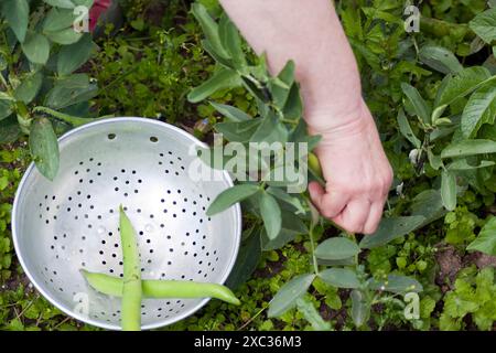 Broad Beans (vicia faba), gesammelt in einem Sieb von Garden Stockfoto