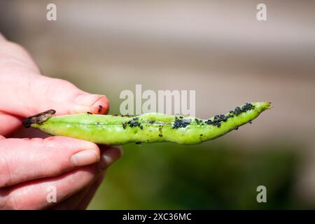 Person, die eine Brotbohne (vicia faba) mit Blattläusen (Aphidoidea) hält Stockfoto