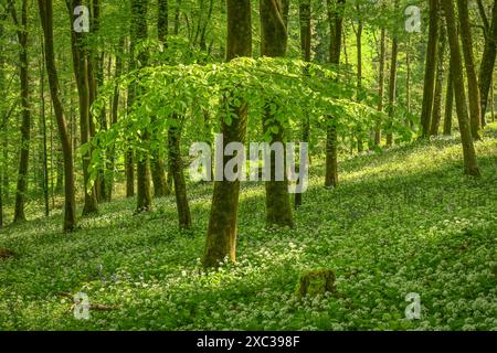 Wilder Knoblauchwald in Dorset, Großbritannien Stockfoto