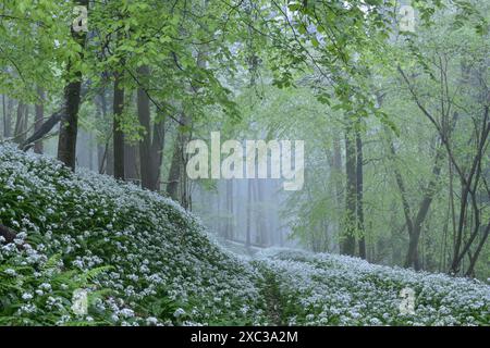 Wilder Knoblauchwald in Dorset, Großbritannien Stockfoto