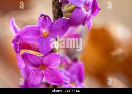 Eine Daphne Blume im Frühling Stockfoto