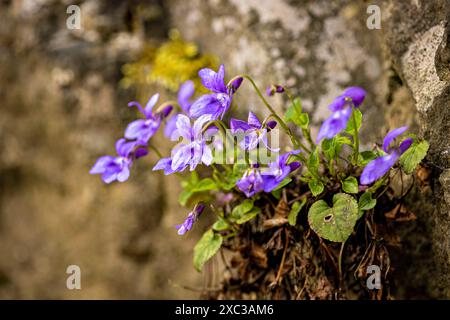 Eine hölzerne violette Blume im Frühling Stockfoto