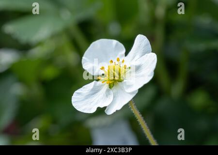 Weiße Blume mit gelbem Pistil einer Erdbeerpflanze Stockfoto