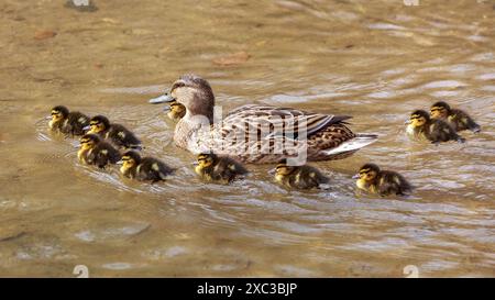 Eine Familie von einer weiblichen Stockenten und zehn Enten auf dem Wasser Stockfoto