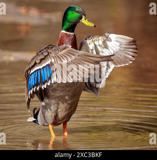 Eine männliche Stockente, die mit den Flügeln flattert, zeigt die hellblauen Federn auf ihren Flügeln Stockfoto