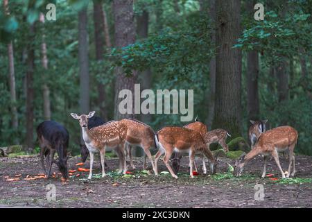 Gruppe von Damhirschen, die Gemüse essen, im Wildpark Kaiserslautern im Pfälzerwald Stockfoto