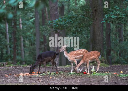 Fütterungszeit im Kaiserslautern Wildpark, eine Gruppe von Damhirschen, die Gemüse essen Stockfoto