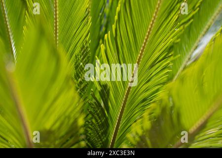Tropische grüne Blattstruktur. Kokospalmen. Hintergrund der Kokosnussblätter-Textur. Tropische Palme. Naturhintergrund. Tropische Palmblätter. Kokospalme Stockfoto