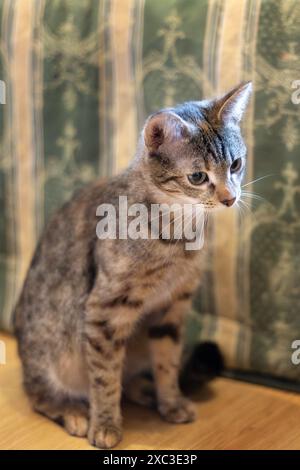 Porträt eines sitzenden Tabby-Katzenkätzchens zu Hause, der beiseite blickt Stockfoto