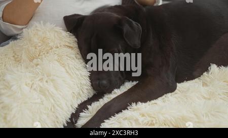 Ein schwarzer labrador-Hund schläft friedlich auf einer flauschigen weißen Decke neben einer entspannenden Frau in einem Innenbereich. Stockfoto