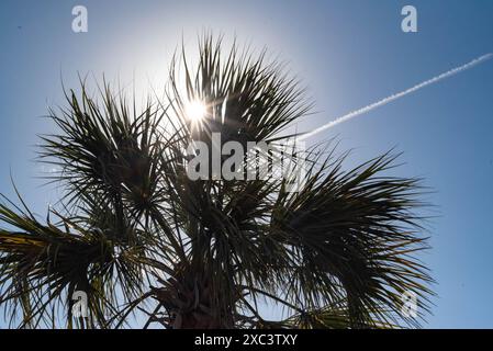 Der Sonnenstern blickt durch eine Palme Stockfoto