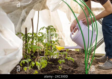 Bewässerung Sämling Tomatenpflanze im Gewächshaus Garten Stockfoto