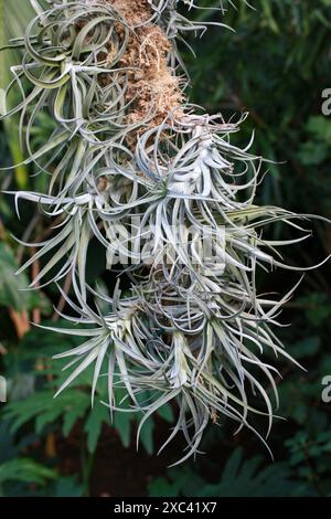 Air Plant, Tillandsia ionantha, Tillandsioideae, Bromeliaceae. Zentralamerika und Mexiko. Tillandsia ist eine Gattung von rund 650 Arten. Stockfoto