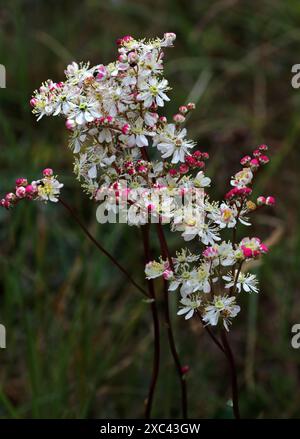 Tropfkraut, Filipendula vulgaris, Roseaceae. Dunstable Downs, Bedfordshire. Stockfoto