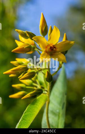 Lysimachia vulgaris Blume, die Garten-Loosestrife, gelbe Loosestrife oder Garten gelbe Loosestrife, blüht im Sommer. Stockfoto