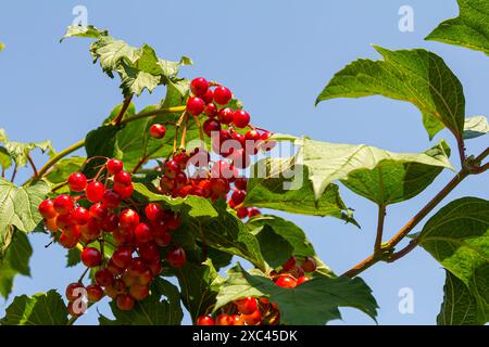 Nahaufnahme von schönen roten Früchten von Viburnum vulgaris. Gelderrose viburnum opulus Beeren und Blätter im Sommer draußen. Rote Viburnum-Beeren auf Stockfoto