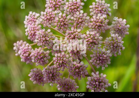 Infloreszenz von Pimpinella saxifraga oder burnet-saxifrage fester Stamm burnet saxifrage kleiner burnet. Stockfoto