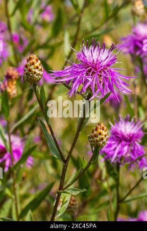 Centaurea jacea, die Braunknapweed, auch bekannt als Braunrasen-Knapweed, Brownray Knapweed und Hardheads. Stockfoto