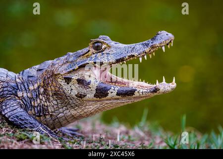 Nahaufnahme des Kopfes eines Yacare-Kaimans (Caiman yacare) mit klaffendem Mund in der Pousada Araras Eco Lodge in Zona Rural, Poconé, Nord-Pantanal, Brasilien Stockfoto