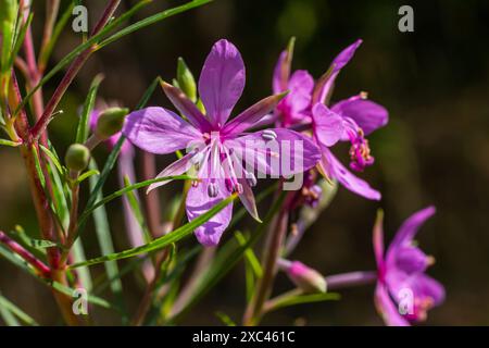 Rosa Blühende Chamerion Dodonaei Alpine Willoworb Pflanze. Stockfoto