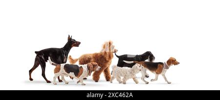 Gruppe von verschiedenen Stammhunden, die isoliert auf weißem Hintergrund laufen Stockfoto
