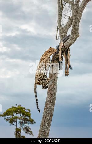 Ein Leopard (Panthera pardus) klettert auf einen Baum, um seinen Tod, ein blaues Gnus, in einem Baum in Masai Mara, Kenia, zu erreichen und zu verzehren Stockfoto