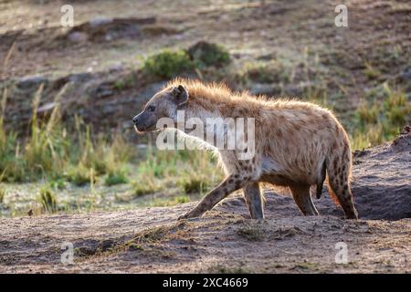 Seitenansicht einer erwachsenen männlichen gefleckten Hyäne, Crocuta crocuta, Masai Mara, Kenia Stockfoto