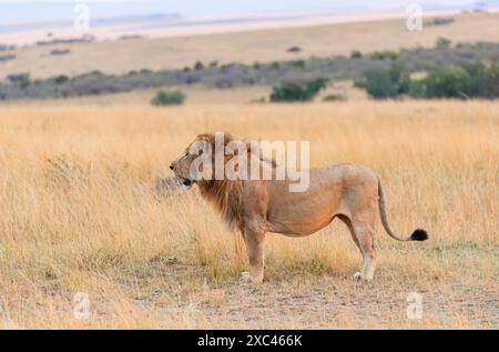 Ein großer ausgewachsener männlicher Löwe (Panthera leo) steht und blickt auf die Savannenlandschaft in Masai Mara, Kenia Stockfoto