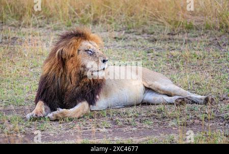 Ein großer ausgewachsener männlicher Löwe (Panthero leo) legt sich morgens mit geschlossenen Augen in Masai Mara, Kenia, nieder Stockfoto