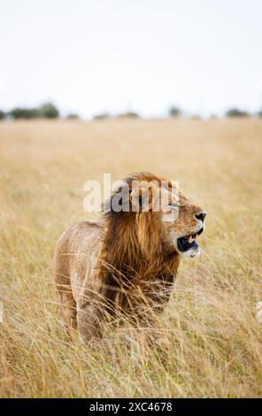 Ein prächtiger männlicher Löwe (Panthera leo) mit einer Mähne, die bei starkem Wind weht, steht im langen Gras in Masai Mara, Kenia Stockfoto