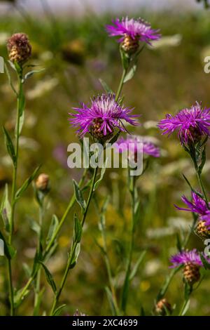 Centaurea jacea, die Braunknapweed, auch bekannt als Braunrasen-Knapweed, Brownray Knapweed und Hardheads. Stockfoto