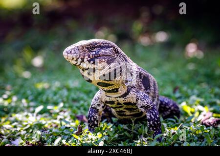 Tegus-Eidechse (Salvator merianae) in der Caiman Lodge im südlichen Pantanal, Brasilien (Estância Caiman, Zona Rural Miranda, Mato Grosso do Sul) Stockfoto