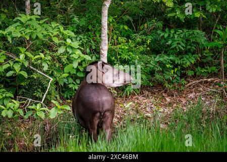 Ein südamerikanischer Tapir (Tapirus terrestris) in der Caiman Lodge im südlichen Pantanal, Brasilien (Estância Caiman, Zona Rural Miranda, Mato Grosso do Sul) Stockfoto