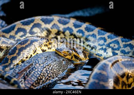 Eine gelbe Anakonda (Eunectes notaeus) verschlingt ihre Beute, einen großen Fisch, Caiman Lodge, Southern Pantanal, Mato Grosso do Sul, Brasilien Stockfoto