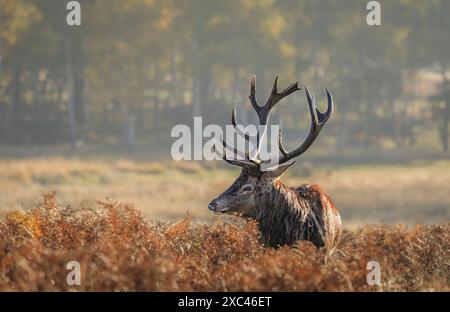 Rotwild (Cervus elaphus) im Morgenlicht im Richmond Park, Richmond, London, Südostengland in der Brunftzeit im Spätherbst bis zum frühen Winter Stockfoto