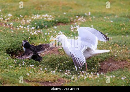 Eine Heringsmull (Larus argentatus) greift einen Papageientaucher (Fratercula arctica) wegen seines Sandaals, Skomer, an, einer Insel nahe Marloes in Pembrokeshire, Westwales Stockfoto