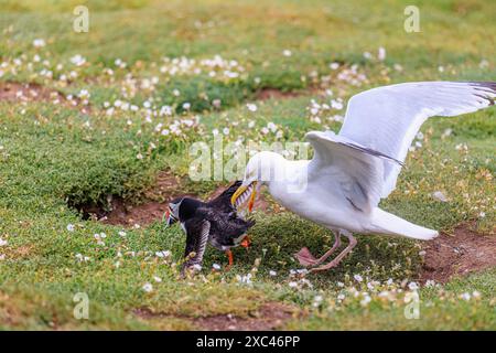 Eine Heringsmull (Larus argentatus) greift einen Papageientaucher (Fratercula arctica) wegen seines Sandaals, Skomer, an, einer Insel nahe Marloes in Pembrokeshire, Westwales Stockfoto