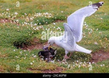 Eine Heringsmull (Larus argentatus) greift einen Papageientaucher (Fratercula arctica) wegen seines Sandaals, Skomer, an, einer Insel nahe Marloes in Pembrokeshire, Westwales Stockfoto