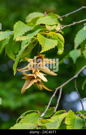 Ast einer Hainbuche Carpinus betulus mit herabhängender Blütenstände und Blättern im Herbst, ausgewählter Fokus, schmale Schärfentiefe, Kopierraum in der Unschärfe Stockfoto