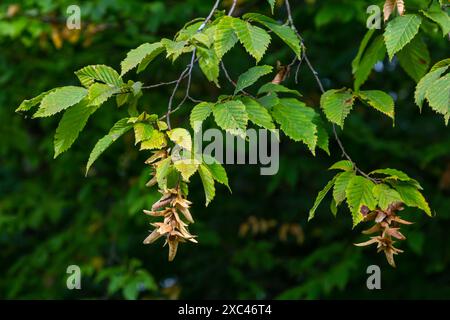 Ast einer Hainbuche Carpinus betulus mit herabhängender Blütenstände und Blättern im Herbst, ausgewählter Fokus, schmale Schärfentiefe, Kopierraum in der Unschärfe Stockfoto