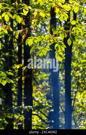 Grüne Hainbuchenblätter, im Sommer unter dem Baum gesehen. Stockfoto