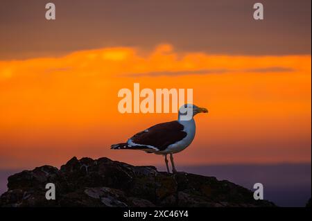 Eine große Schwarzmöwe (Larus marinus) steht auf einem Felsen bei Sonnenuntergang auf Skomer Island an der Küste von Pembrokeshire in West Wales, berühmt für ihre Tierwelt Stockfoto